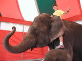 Magyar Nemzeti Cirkusz - Elefántháton kisgyerek